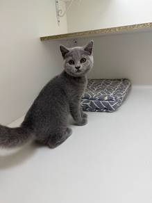 british shorthair kitten