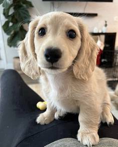 GTP_A600 Dachshund puppy dogs