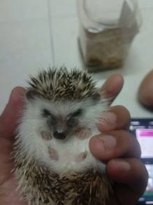 Hedgehog 