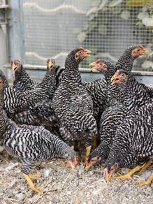 Ayam Telur