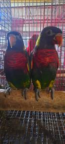 Burung rainbow lorikeet jinak siap lesen