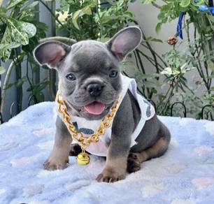 FRENCH BULLDOG PUPPIES🌻A202 Lilac Tan Male/Female