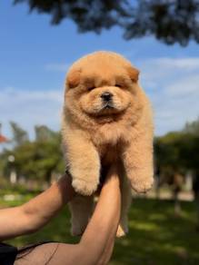 Chow Chow puppies 