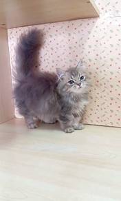 Munchkin Long Hair Kitten Female