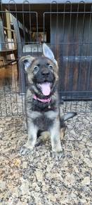 German Shepherd GSD puppies