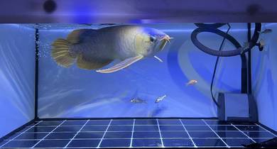 arowana