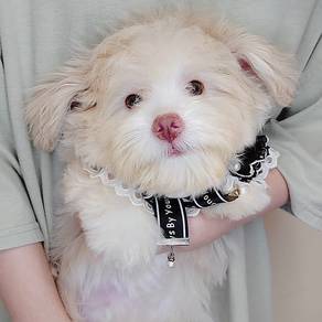 Maltipoo