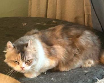 american curl pregnant
