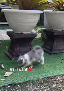 Kitten Scottish