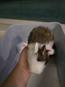Neatherland Dwarf baby rabbits