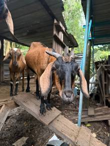 Kambing untuk dijual