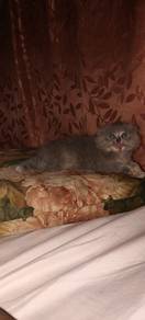 higlandfold (scf longhair)