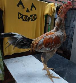 ayam