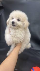 Pomeranian mix Poodle Puppy (M1) 博美混贵宾 男生1