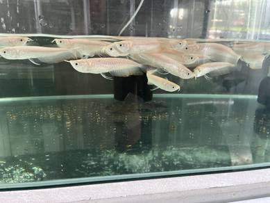 albino seliver arowana