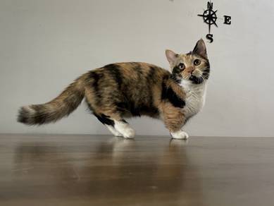 Munchkin Supershort (Female)