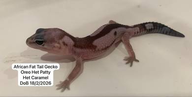 Fat Tailed Gecko Untuk Dijual !!