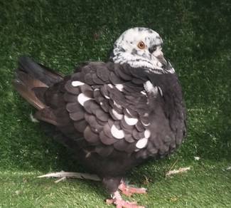 burung merpati show king jantan