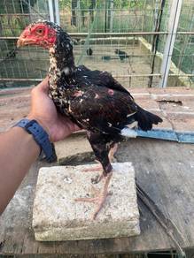 Ayam baka lama
