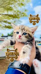 GOLDEN British short hair KITTEN BSH anak kucing