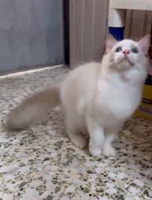 Ragdoll kitten male