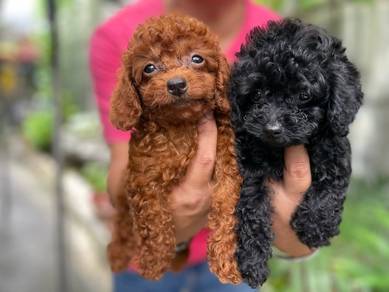 poodle1