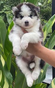 SIBERIAN HUSKY PUPPIES 🌻 NA11 Fluffy~Male Female