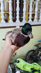 callduck matang barang import 