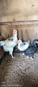 ayam