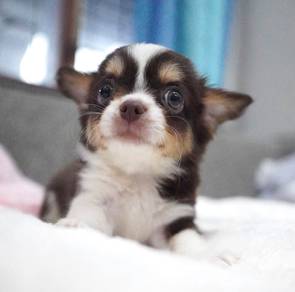 CHIHUAHUA PUPPIES VIP101 🌷Head Apple Cute Dog
