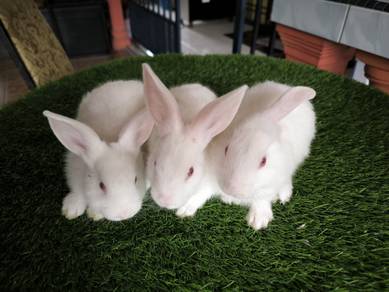 Arnab Rabbit anak NZ