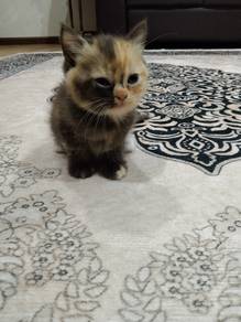 Anak Kucing Mix For Sale