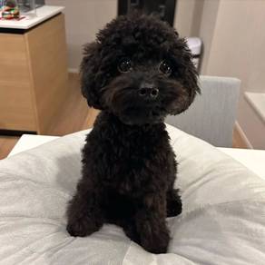 Prancy Poodle brings endless cuddles, happy puppy