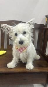 西高地女 
Westie highland terrier
Female