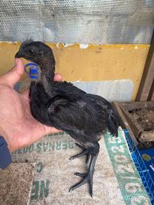 Ayam cemani