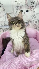 MC Maine Coon Brown Tabby & White