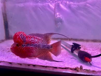 Super two tone red magma flower horn
