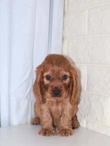 J0511 English Cocker Spaniel Sweet Face Puppy