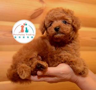 Poodle toy