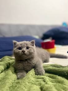 Male Kitten British Shorthair Lilac × Persian Mix