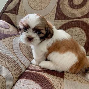 RRT_ST900S1 Shih Tzu puppies dogs