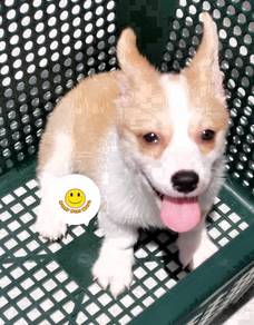 Ga_1511 happy cheerful Welsh Corgi puppy dog