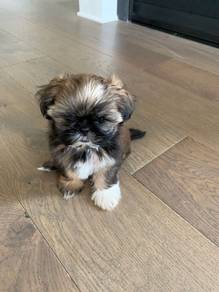 J3594 Obedient Shih Tzu Teddy Face Fluffy Puppy Pu