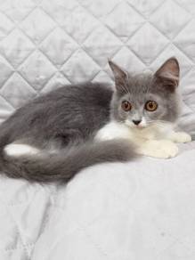 Kitten Comel 