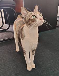 Manis look for adoption