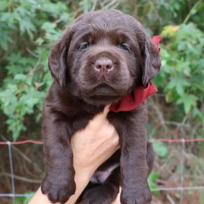 Chocolate color Labrador4