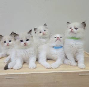 ragdoll