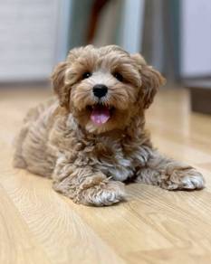 Bright-eyed Maltipoo Big Eyes Teddy Face Baby Dog