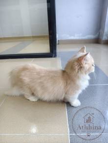 MUNCHKIN Creme Male