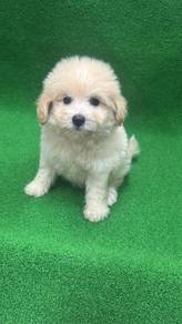 PomaPoo (Pomeranian mix Poodle)